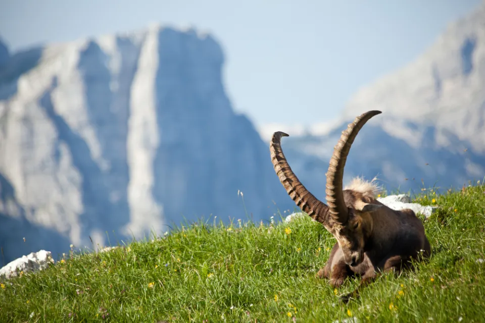 Alpine ibex in the Julian Alps