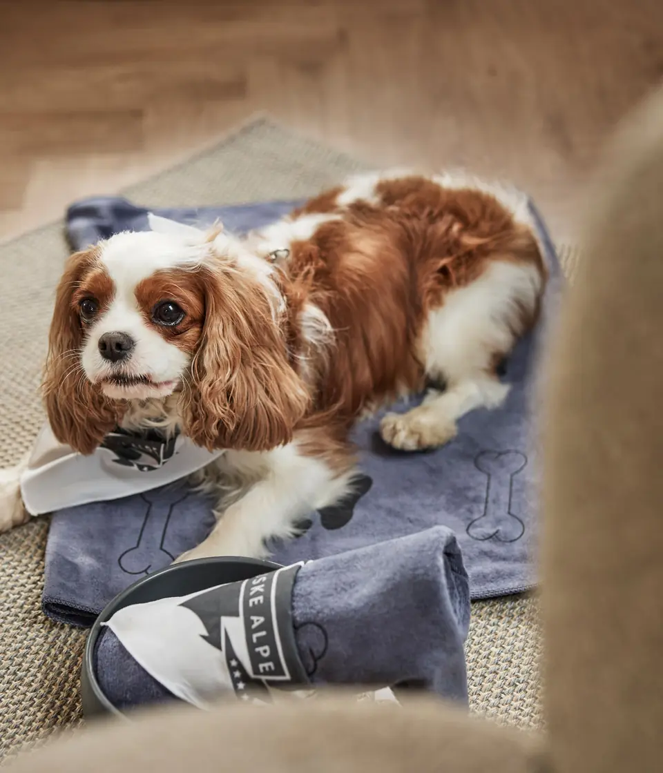 Dog relaxing in a room at pet-friendly Hotel Julian Alps